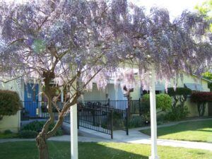 Olive City Care Home